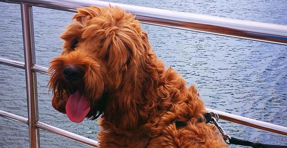 Doggy Devon’s top tips for exploring Plymouth with four-legged friends